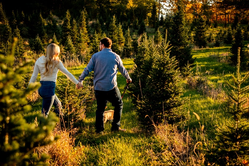 Couple holding hands walking through golden-lit Christmas tree farm during romantic engagement session in Madison, Wisconsin